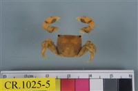 藏品(絨毛近方蟹)的圖片